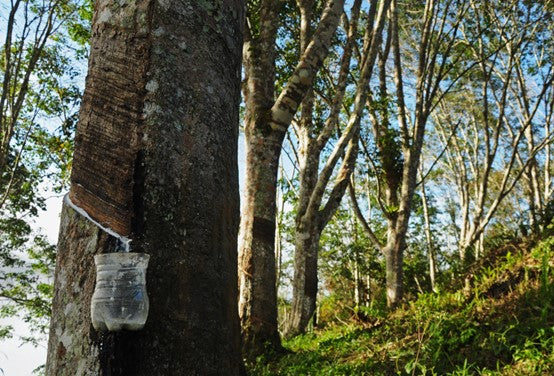 latex mattresses are made from rubber trees